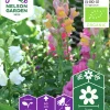 Fröer Nelson Garden Lejongap Hög Organic Blandade färger