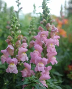 Fröer Nelson Garden Lejongap Opus Pink F1