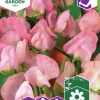 Fröer Nelson Garden Luktärt Royal Rose Rosa