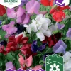 Fröer Nelson Garden Luktärt Royal Blandade färger Big Pack