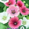 Fröer Nelson Garden Malva Prakt- Blandade Färger