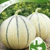 Fröer Nelson Garden Melon Stellio F1