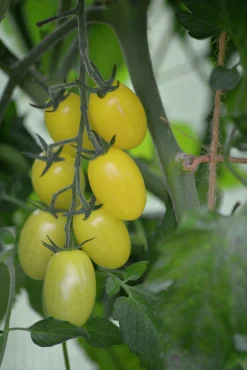 Fröer Nelson Garden Miniplommontomat Krebs Lemon Drops Hög