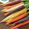 Fröer Nelson Garden Morot Sommar Harlequin Mix F1