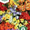 Fröer Nelson Garden Nemesia Carnival Blandade Färger