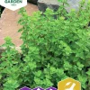 Fröer Nelson Garden Oregano Kungsmynta