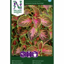 Fröer Nelson Garden Palettblad Wizard Coral Sunrise