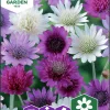 Fröer Nelson Garden Pappersblomster Blandade Färger