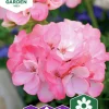 Fröer Nelson Garden Pelargon Inspire Pink F1 Rosa