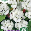 Fröer Nelson Garden Pelargon Inspire White F1 Vit