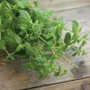 Fröer Nelson Garden Pepparmynta Multimenta