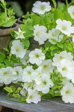 Fröer Nelson Garden Petunia Opera Supreme White F1