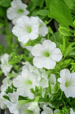 Fröer Nelson Garden Petunia Opera Supreme White F1