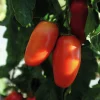 Fröer Nelson Garden Plommontomat Agro F1 Hög Organic