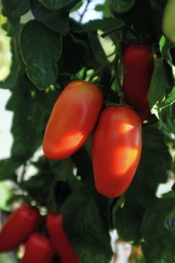 Fröer Nelson Garden Plommontomat Agro F1 Hög Organic