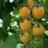 Fröer Nelson Garden Plommontomat Krebs Honey Plum Hög