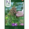 Fröer Nelson Garden Quinoa Vikinga