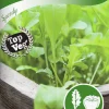Fröer Nelson Garden Rucola / Sandsenap Speedy