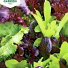 Fröer Nelson Garden Sallat Baby Leaf Mix