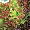 Fröer Nelson Garden Sallat Bladbatavia Lollo Rossa