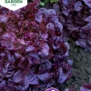 Fröer Nelson Garden Sallat Plock- Red Salad Bowl Röd