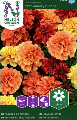 Fröer Nelson Garden Sammetstagetes Strawberry Blonde