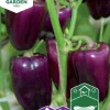 Fröer Nelson Garden Snackpaprika Snacking Purple