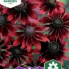 Fröer Nelson Garden Sommarrudbeckia Cherry Brandy