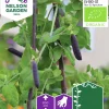 Fröer Nelson Garden Spritärt Blauwschokker Organic