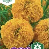 Fröer Nelson Garden Stortagetes First Lady F1