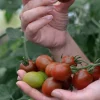 Fröer Nelson Garden Tomat Hög Bronzy Organic
