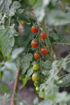Fröer Nelson Garden Tomat Hög Bronzy Organic