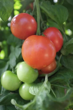 Fröer Nelson Garden Tomat Matina Hög Organic