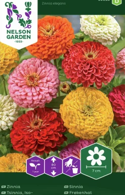 Fröer Nelson Garden Zinnia Hög Blandade färger
