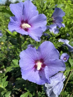 Frilandshibiskus 'Marina'