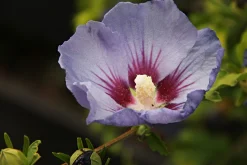 Frilandshibiskus 'Marina'