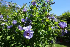 Frilandshibiskus 'Marina'