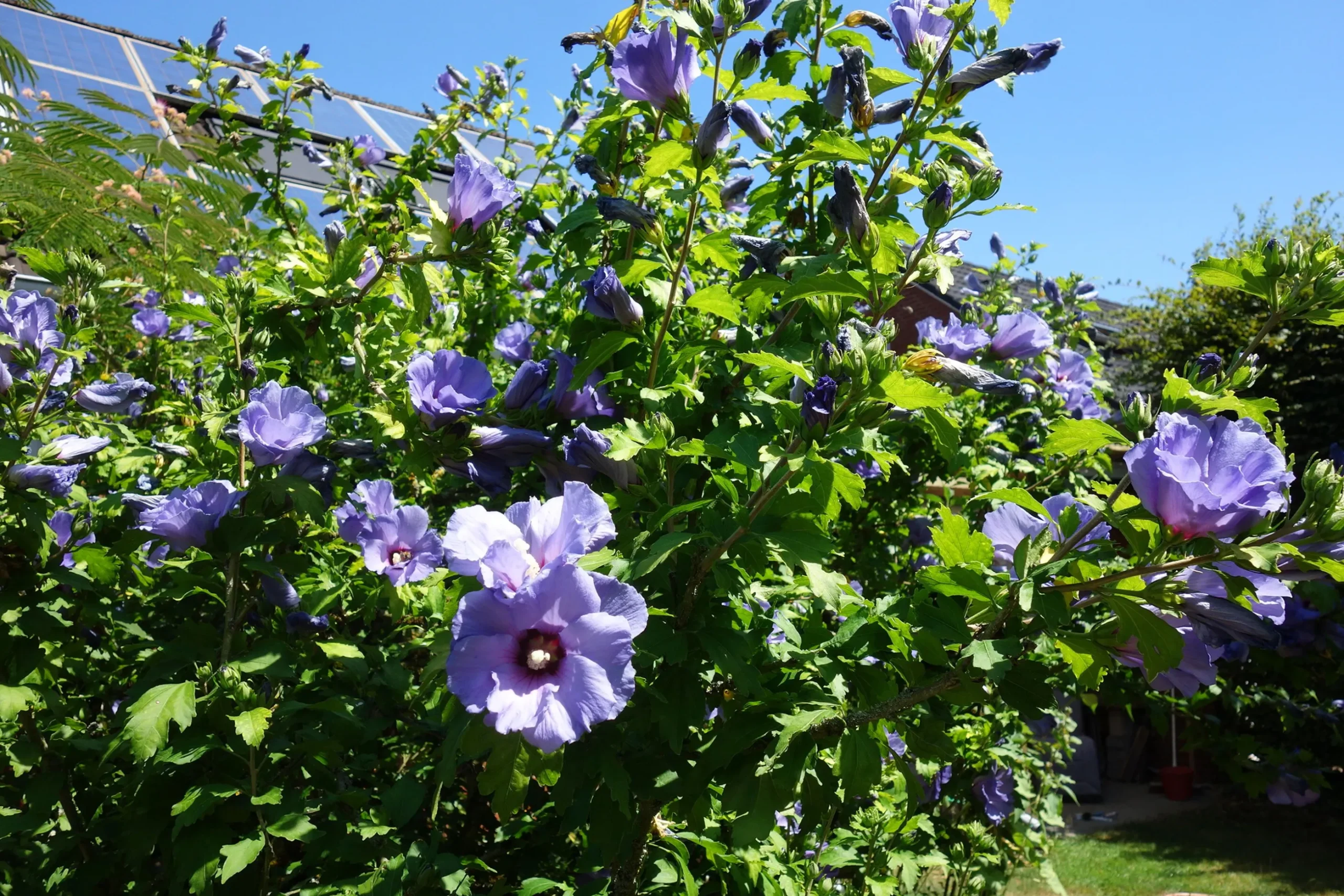 Frilandshibiskus 'Marina'