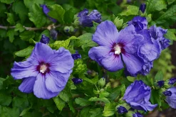 Frilandshibiskus 'Marina'