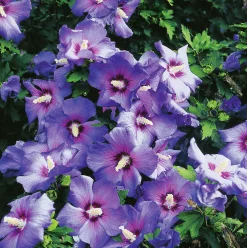 Frilandshibiskus 'Oiseau Bleu' Krukodlad