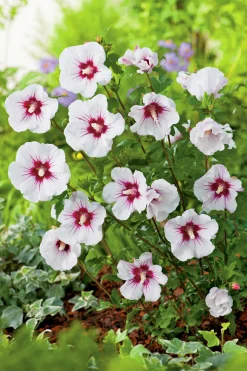 Frilandshibiskus 'Red Heart'