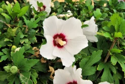 Frilandshibiskus 'Red Heart'