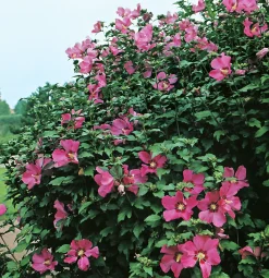 Frilandshibiskus 'Woodbridge' Krukodlad