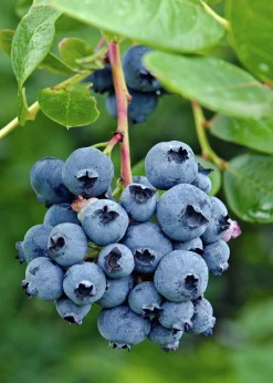 Frukt Bär Mix 13cm kruka