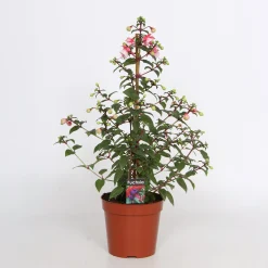 Fuchsia Bella Pyramid 17cm kruka