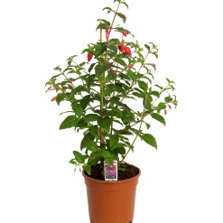 Fuchsia Bella Pyramid 17cm kruka