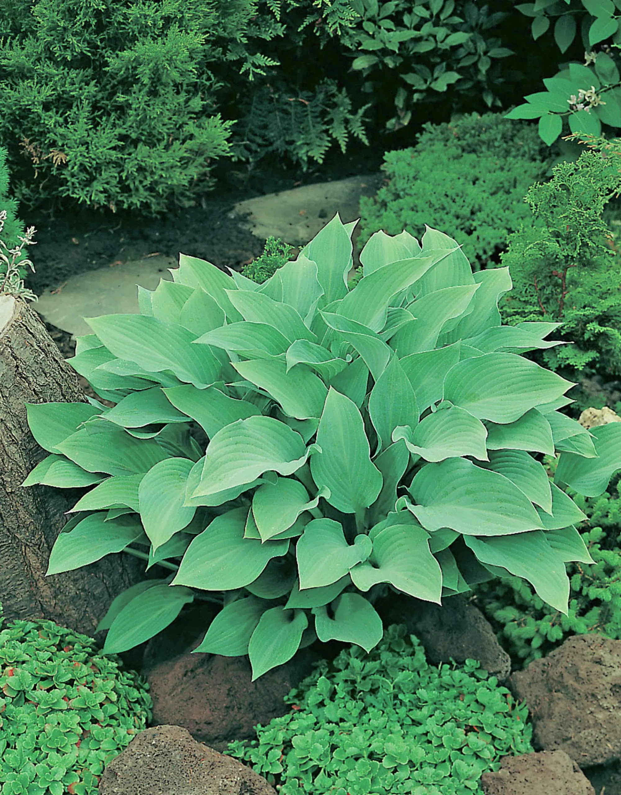 Funkia 'Krossa Regal'