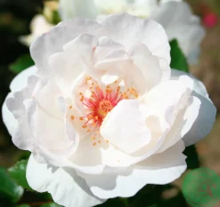 Gammaldags Buskros 'Jacqueline du Pré' 'Harwanna' Barrotad