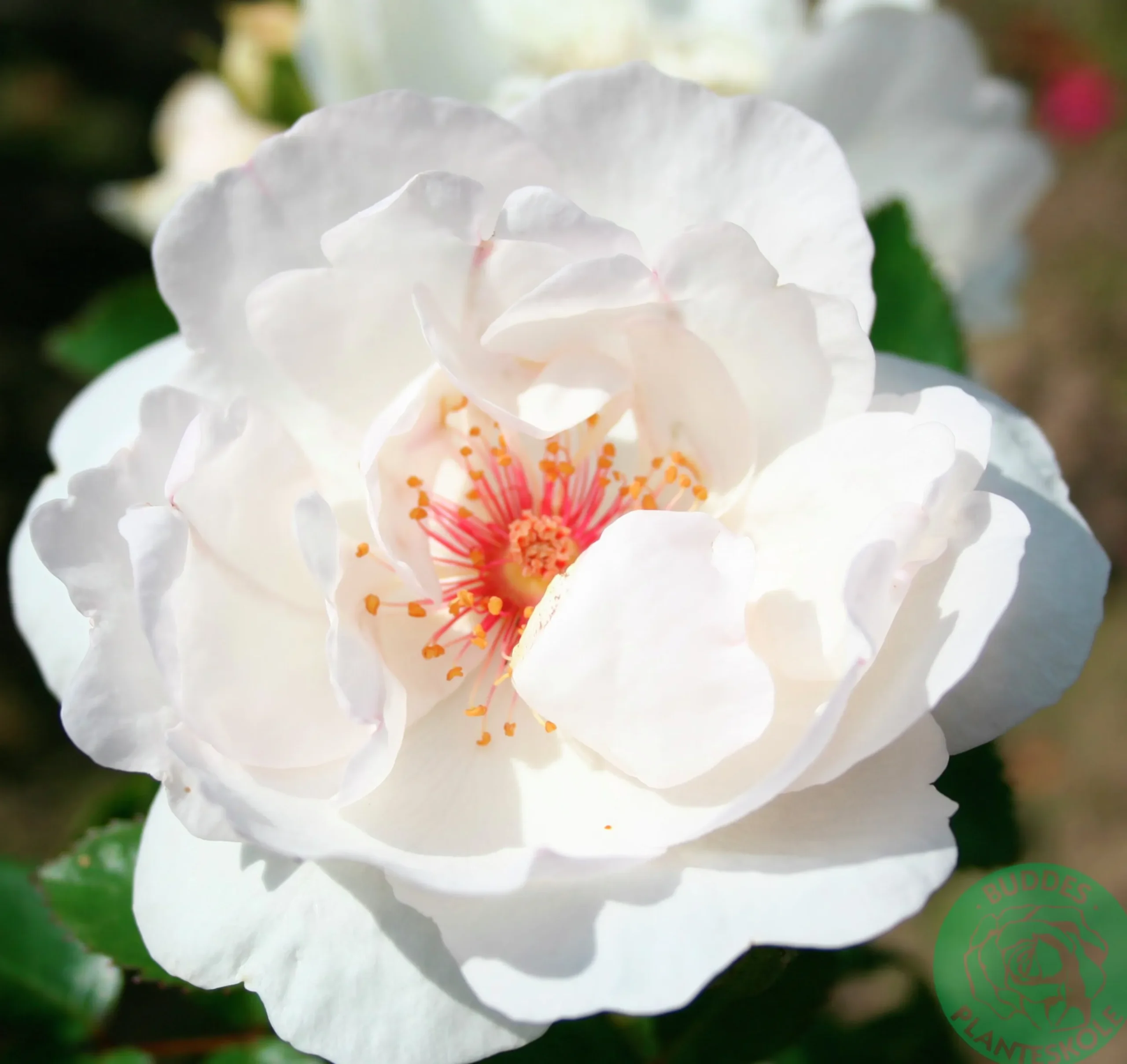 Gammaldags Buskros 'Jacqueline du Pré' 'Harwanna' Barrotad