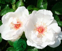 Gammaldags Buskros 'Jacqueline du Pré' 'Harwanna' Barrotad
